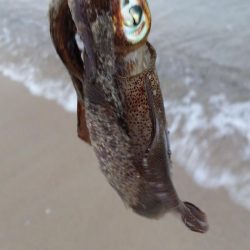 朝マズメエギング